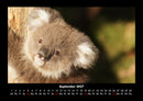 Koala Fotokalender 2027 - 9