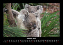 Koala Fotokalender 2027 - 10