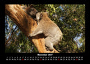 Koala Fotokalender 2027 - 11