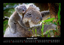 Koala Fotokalender 2027 - 12