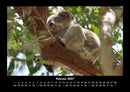 Koala Fotokalender 2027 - 2