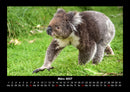 Koala Fotokalender 2027 - 3