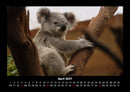 Koala Fotokalender 2027 - 4