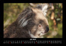 Koala Fotokalender 2027 - 7