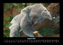 Koala Fotokalender 2027 - 8