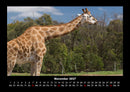 Giraffen Fotokalender 2027 - 11