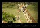 Giraffen Fotokalender 2027 - 12
