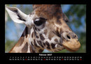 Giraffen Fotokalender 2027 - 2