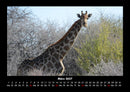 Giraffen Fotokalender 2027 - 3