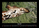Giraffen Fotokalender 2027 - 5