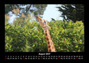 Giraffen Fotokalender 2027 - 8