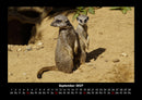 Welt der Tiere Fotokalender 2027 - 9