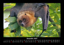 Welt der Tiere Fotokalender 2027 - 12