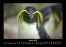 Welt der Tiere Fotokalender 2027 - 1