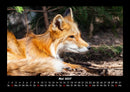 Welt der Tiere Fotokalender 2027 - 5