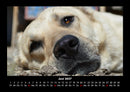 Welt der Tiere Fotokalender 2027 - 6