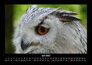 Welt der Tiere Fotokalender 2027 - 7