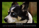 Welpen Fotokalender 2027 - 9