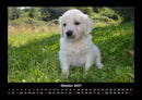 Welpen Fotokalender 2027 - 10