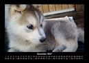 Welpen Fotokalender 2027 - 12