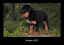 Welpen Fotokalender 2027 - Hauptbild