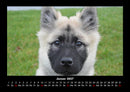 Welpen Fotokalender 2027 - 1