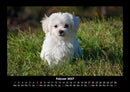 Welpen Fotokalender 2027 - 2
