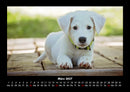 Welpen Fotokalender 2027 - 3