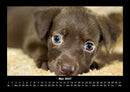Welpen Fotokalender 2027 - 5