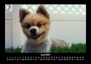 Welpen Fotokalender 2027 - 6