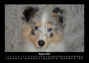 Welpen Fotokalender 2027 - 8