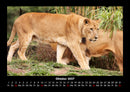 Löwen in der Wildnis Fotokalender 2027 - 10