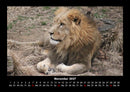 Löwen in der Wildnis Fotokalender 2027 - 11