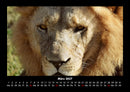 Löwen in der Wildnis Fotokalender 2027 - 3