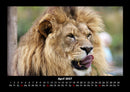 Löwen in der Wildnis Fotokalender 2027 - 4