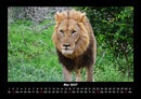 Löwen in der Wildnis Fotokalender 2027 - 5
