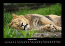 Löwen in der Wildnis Fotokalender 2027 - 8