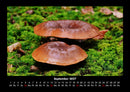 Waldzauber Fotokalender 2027 - 9