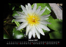 Blumenträume Fotokalender 2027 - 2