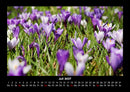 Blumenträume Fotokalender 2027 - 7