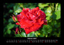 Rosentraum Fotokalender 2027 - 2