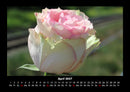 Rosentraum Fotokalender 2027 - 4