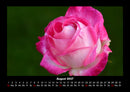 Rosentraum Fotokalender 2027 - 8