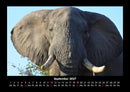 Elefanten  Fotokalender 2027 - 9