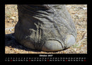 Elefanten  Fotokalender 2027 - 10