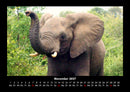 Elefanten  Fotokalender 2027 - 11