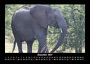 Elefanten  Fotokalender 2027 - 12