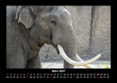 Elefanten  Fotokalender 2027 - 3