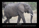 Elefanten  Fotokalender 2027 - 4