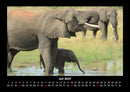 Elefanten  Fotokalender 2027 - 7
